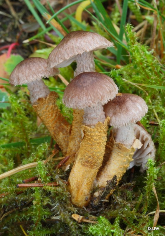 Squamanita paradoxa